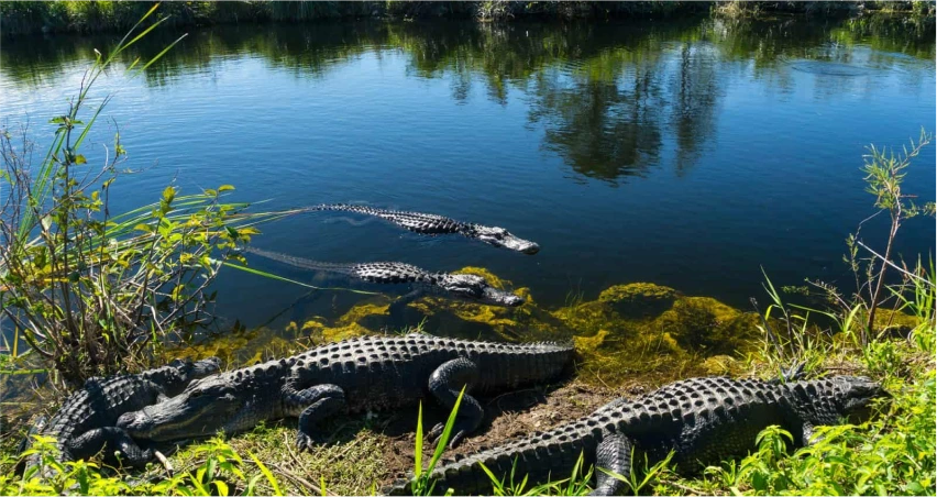 Everglades National Park