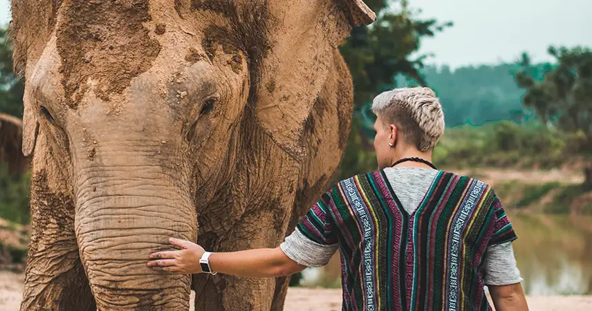elephant conservation thailand
