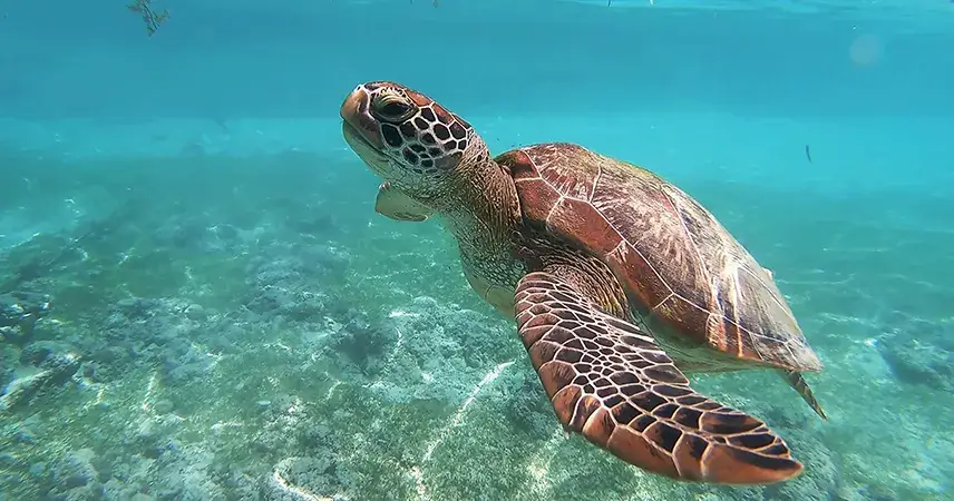 Turtle conservation Thailand